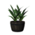 Plant - Shroud of the Avatar Wiki - SotA