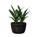 Plant - Shroud of the Avatar Wiki - SotA