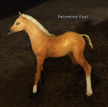 Palomino Foal.png