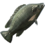 Tilapia icon.png