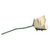 White Rose.png