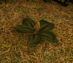 Mandrake Plant.png