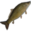 Carp Fillet - Shroud Of The Avatar Wiki - Sota