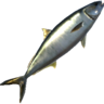 Amberjack Mackerel Shroud Of The Avatar Wiki SotA